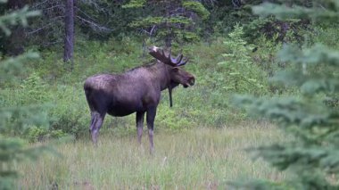 Kanada Kayalıklarında sonbaharda boğa geyiği