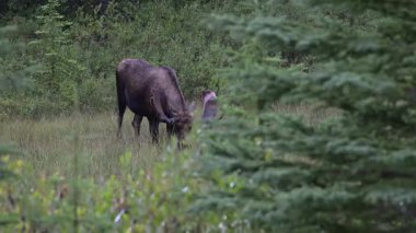 Kanada Kayalıklarında sonbaharda boğa geyiği