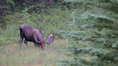 Kanada Kayalıklarında sonbaharda boğa geyiği