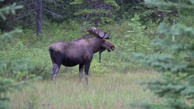 Kanada Kayalıklarında sonbaharda boğa geyiği