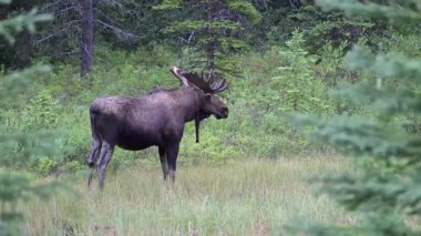 Kanada Kayalıklarında sonbaharda boğa geyiği