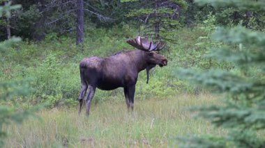 Kanada Kayalıklarında sonbaharda boğa geyiği