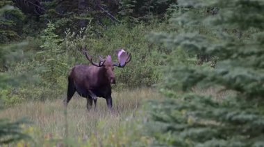 Kanada Kayalıklarında sonbaharda boğa geyiği