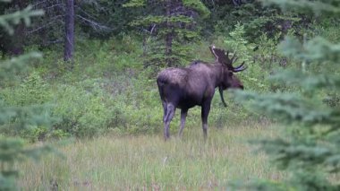 Kanada Kayalıklarında sonbaharda boğa geyiği