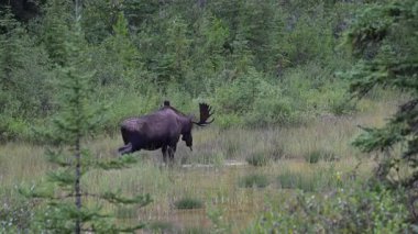 Kanada Kayalıklarında sonbaharda boğa geyiği