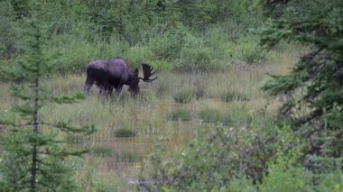 Kanada Kayalıklarında sonbaharda boğa geyiği