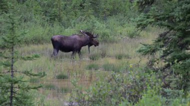 Kanada Kayalıklarında sonbaharda boğa geyiği
