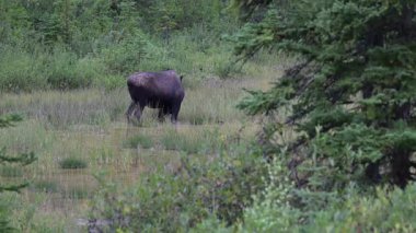 Kanada Kayalıklarında sonbaharda boğa geyiği