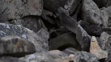 Kanada 'nın vahşi doğasında Pika