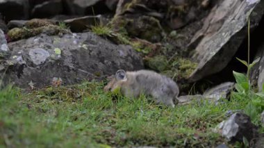 Kanada 'nın vahşi doğasında Pika
