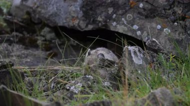 Kanada 'nın vahşi doğasında Pika