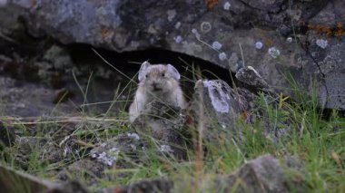 Kanada 'nın vahşi doğasında Pika