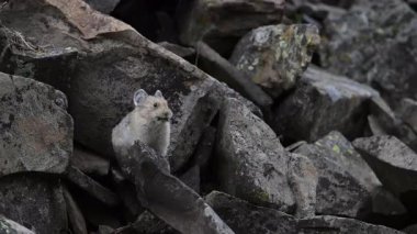 Kanada 'nın vahşi doğasında Pika