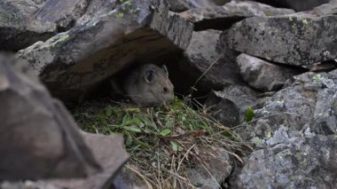 Kanada 'nın vahşi doğasında Pika