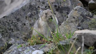Kanada 'nın vahşi doğasında Pika