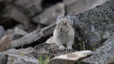 Kanada 'nın vahşi doğasında Pika