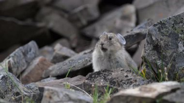 Kanada 'nın vahşi doğasında Pika