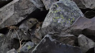 Kanada 'nın vahşi doğasında Pika
