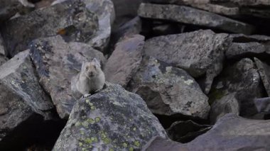 Kanada 'nın vahşi doğasında Pika