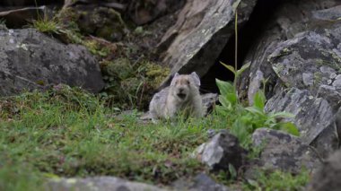 Kanada 'nın vahşi doğasında Pika