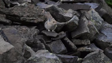 Kanada 'nın vahşi doğasında Pika