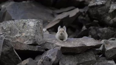Kanada 'nın vahşi doğasında Pika