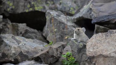 Kanada 'nın vahşi doğasında Pika