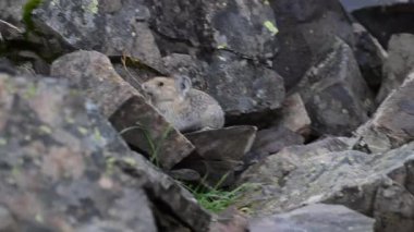 Kanada 'nın vahşi doğasında Pika