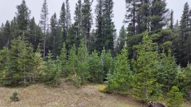 Kanada Kayalıklarında sonbaharda boz ayı