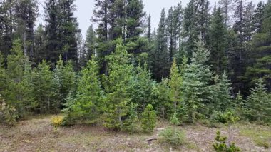 Kanada Kayalıklarında sonbaharda boz ayı