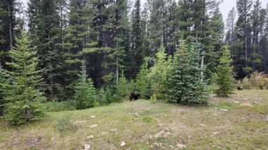 Kanada Kayalıklarında sonbaharda boz ayı