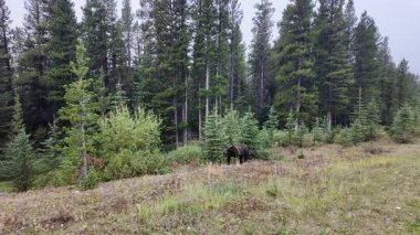 Kanada Kayalıklarında sonbaharda boz ayı