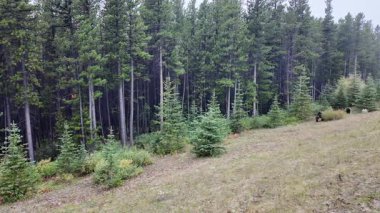 Kanada Kayalıklarında sonbaharda boz ayı