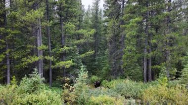 Kanada Kayalıklarında sonbaharda boz ayı