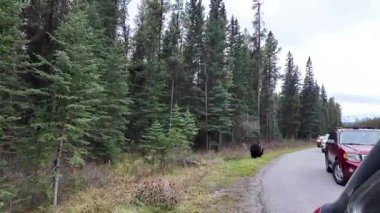Kanada Kayalıklarında sonbaharda boz ayı
