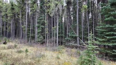 Kanada Kayalıklarında sonbaharda boz ayı