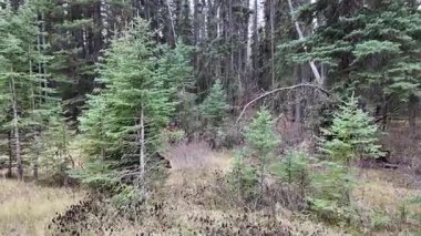 Kanada Kayalıklarında sonbaharda boz ayı