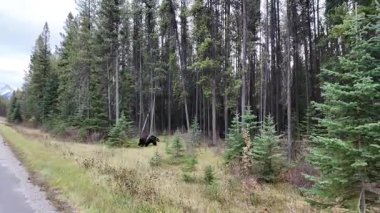 Kanada Kayalıklarında sonbaharda boz ayı