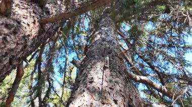 Ormandaki kırmızı sincap