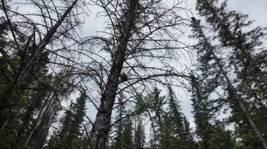 Ormandaki kırmızı sincap