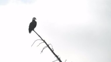 Kanada kayalıklarında kel kartal