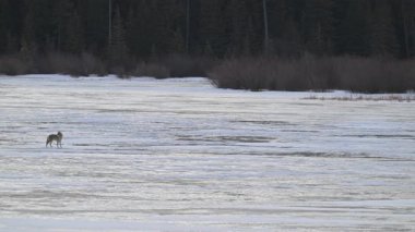 Kışın Kanada Kayalıklarında çakal, buzda yürüyor.