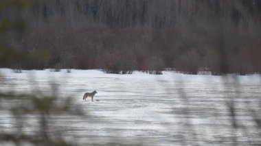 Kışın Kanada Kayalıklarında çakal, buzda yürüyor.