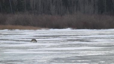 Kışın Kanada Kayalıklarında çakal, buzda yürüyor.