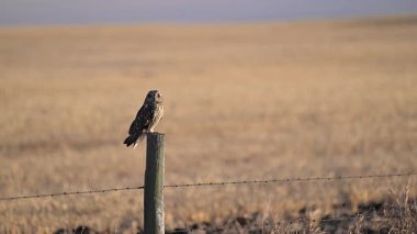 Kanada eteklerinde kısa kulaklı baykuş.