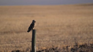 Kanada eteklerinde kısa kulaklı baykuş.