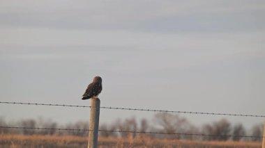 Kanada eteklerinde kısa kulaklı baykuş.