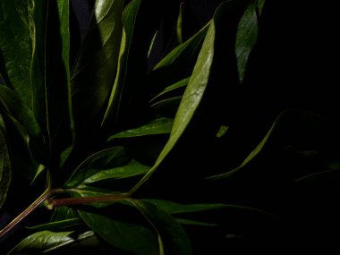 Bir çiçeğin yeşil yapraklarının arka planında, gölgede, koyu bir arka planda