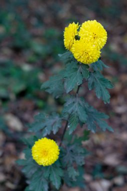 Yalnız sarı bir kasımpatının çiçekleri. Düşen sonbahar yapraklarının arka planında tamamen çiçek açmış sarı kasımpatı.