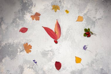 Sonbahar saatleri, sonbahar zamanları. Oklar ve sayılar, sonbahar yaprakları ile dokulu gri duvar üzerinde siyah alarm saati ve beyaz arka planda sonbahar yaprakları. Sonbahar sezonu. Düz yatış, üst görünüm.